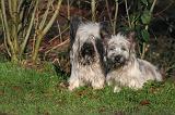 SKYE TERRIER 056